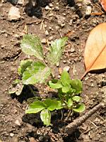 Maceron - Smyrnum olusatrum (fam Apiacees) (00) (Photo F. Mrugala)